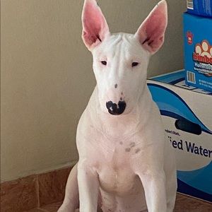 Meet your Posher, Pedro